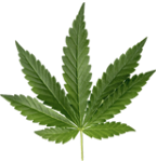 Dosage en CBD